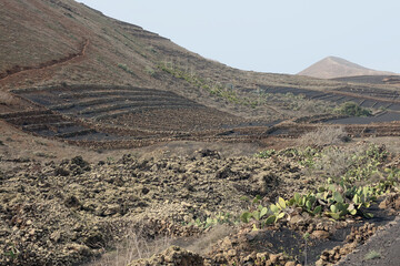 Spain. Lanzarote Vineyards of La Geria