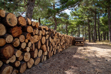 new cut lumbers on the row