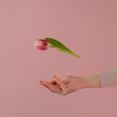 women hand with fresh tulip in the air against pastel pink background. modern minimalism with copyspace