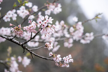 Beautiful Yoshino Sakura Cherry Blossom is blooming with sprout in Alishan National Forest Recreation Area in Taiwan.