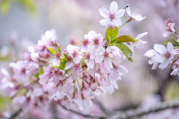 Fototapeta na wymiar Beautiful Yoshino Sakura Cherry Blossom is blooming with sprout in Alishan National Forest Recreation Area in Taiwan.