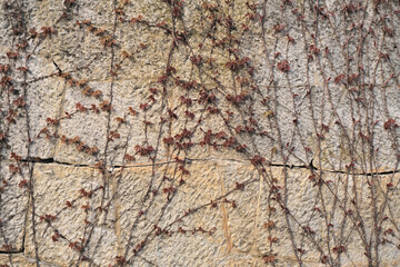 Background of light wall of large stone blocks overgrown with climbing plants with burgundy red leaves