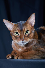 Fototapeta na wymiar Close-up studio portrait Abyssinian cat on dark background