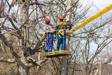 electricians cut branches on a tree with a chainsaw cleaning electrical wires at height on...