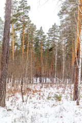Winter landscape. Elovoe lake, Chelyabinsk region, Russia