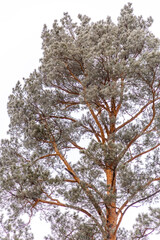Winter landscape. Elovoe lake, Chelyabinsk region, Russia