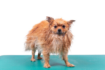 Wet funny Orange Pomeranian Spitz.