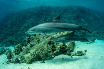 Obraz na płótnie Canvas Dolphin