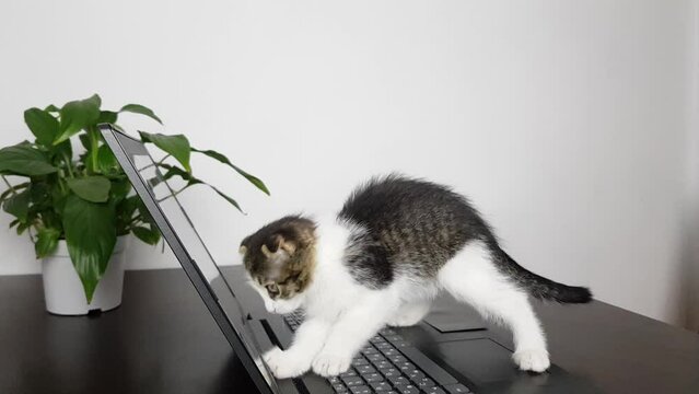 a cute little lop-eared kitten is playing with a laptop screen on the table.