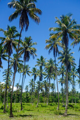 forest of coconut palm trees under blue sky, low angle view