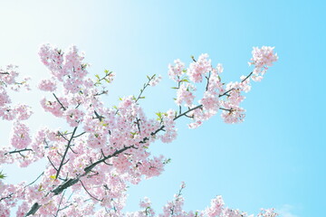 河津桜のアップ｜青空バック