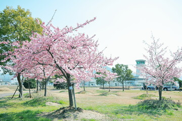 公園の河津桜