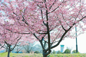 公園の河津桜
