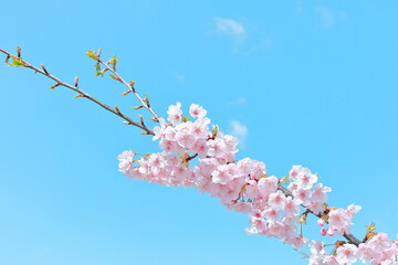 河津桜と青空