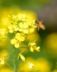 Bees and yellow rape flowers