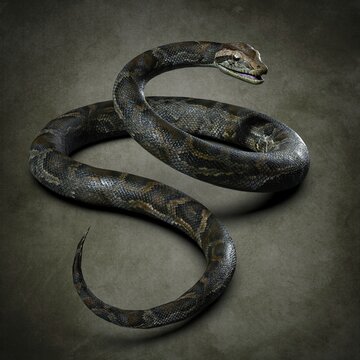 Python close-up. 3d illustration
