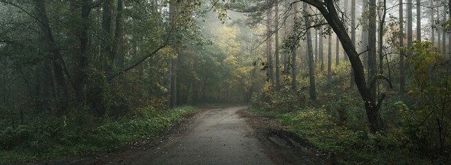 Route rurale (chemin) à travers la forêt à feuilles persistantes dans un brouillard au lever du soleil. Arbres puissants, plantes vertes et dorées. Écologie, saisons, automne, écotourisme, conservation de l& 39 environnement