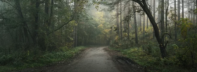  Landelijke weg (weg) door het altijd groene bos in een mist bij zonsopgang. Machtige bomen, groene en gouden planten. Ecologie, seizoenen, herfst, ecotoerisme, milieubehoud © Aastels