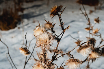Sparkling white snow plant nature details