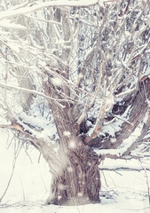 Winter forest landscape. Tall trees under snow cover. January frosty day in the park.