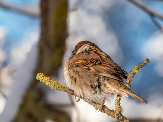 Close-up shot of the fluffy Eurasian tree sparrow (Passer montanus) sitting on a branch in bright sunlight in winter day. Detailed portrait and plumage of the bird