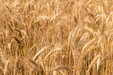 Golden wheat field at sunny day.