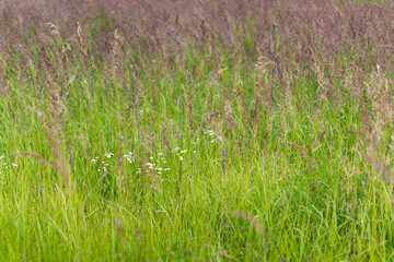 Obraz na płótnie Canvas Green grass growing at the field