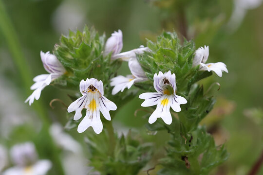 Common eyebright, very traditional medicinal plant growing wild in Finland