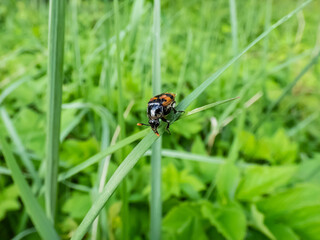 Close-up of the burying beetle (Nicrophorus vespillo) with ticks on wings sitting on a grass blade. The beetles have orange bands on the wing-cases, orange club-shaped ends of the antennae