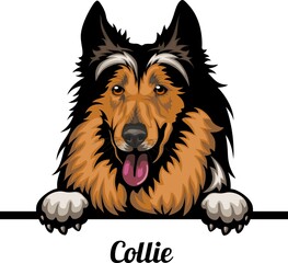 Collie - Color Peeking Dogs - dog breed. Color image of a dogs head isolated on a white background - obrazy, fototapety, plakaty
