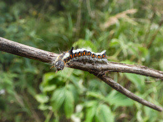 Macro shot of the caterpillar of the grey dagger (Acronicta psi) on a branch outdoors in sunlight. Larva is quite hairy, greyish, with red spots along the sides, it has a distinctive horn