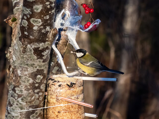 The Great tit (Parus major) visiting bird feeder made from reused plastic bottle with grains in...