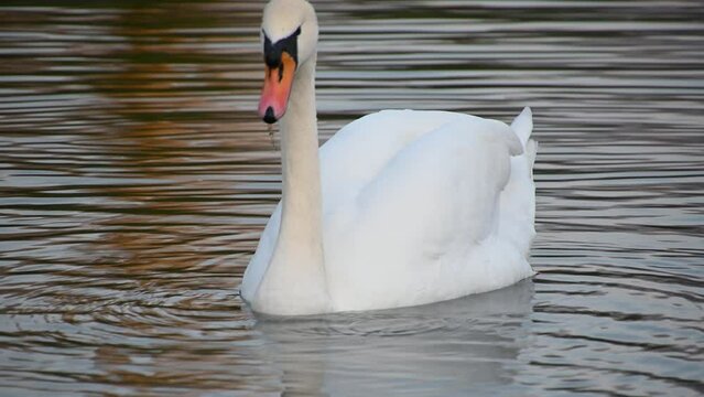 Close up view of single white swan diving in lake water to hunt and eat. Mute swan (Cygnus) foraging for food in water, large bird feeding in the lake. Birdwatching in nature. Real time, static shot
