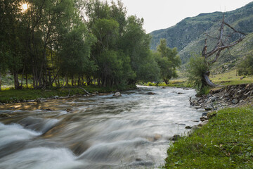 an old withered tree stands on the bank of a mountain river at sunset