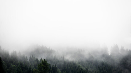 Fototapeta na wymiar Amazing mystical rising fog forest trees firs landscape in black forest ( Schwarzwald ) Germany panorama banner view - dark mood