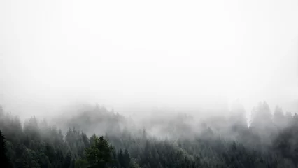 Rollo Erstaunliche mystische aufsteigende Nebelwaldbäume Tannenlandschaft im Schwarzwald (Schwarzwald) Deutschland Panorama-Banneransicht - dunkle Stimmung © Corri Seizinger