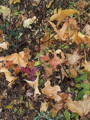 公園のドウダンツツジの枯れ木の上に散るモミジバフウの枯れ葉