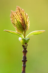 Fototapeta premium Macro view of new leaves of beech (Fagus) in spring