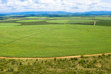 Fototapeta na wymiar Drone photography, Sugar Cane farm. Sugar cane fields. eSwatini Africa.