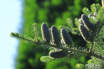 A branch with silver fir cones, abies alba