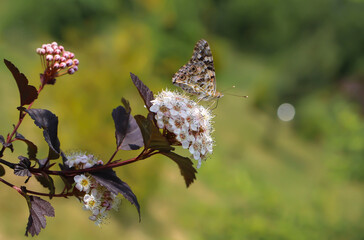 Motyl na białych kwiatka
