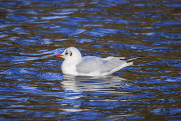 Black-headed gull