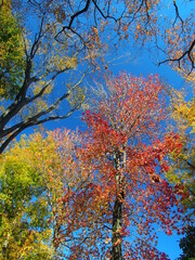 公園の紅葉のモミジバフウと黄葉の木々