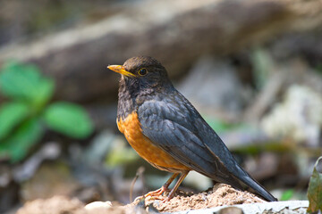 variety of Laughingthrush birds from Thailand © Thaibirdspot/Wirestock