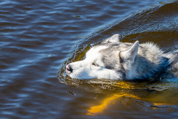 Malamute alaska dog swim in a river