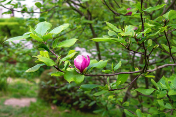 Young bud magnolia flower on branch (Rustica rubra, X soulangeana, liliiflora). Concept of spring...