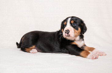 a puppy of a large Swiss mountain dog on a white background