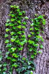 Young stems of creeper ivy (Hedera helix, European ivy). young leaves of evergreen creeper,...