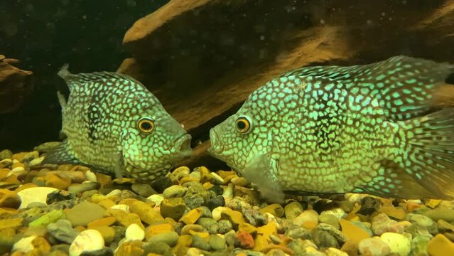 Cichlazoma are large aquarium fish with interesting behavior. Odessa zoo (Ukraine).