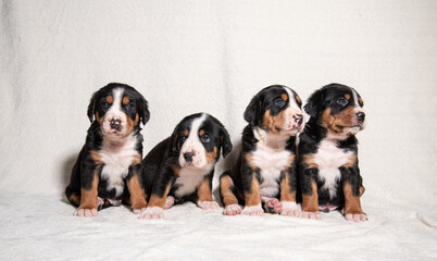 puppies of the big Swiss mountain dog